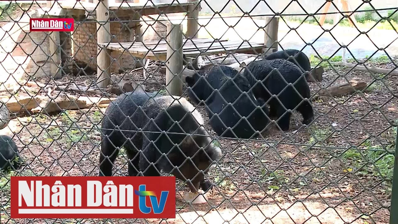 Bảo tồn động vật hoang dã từ giảm nhu cầu tiêu thụ