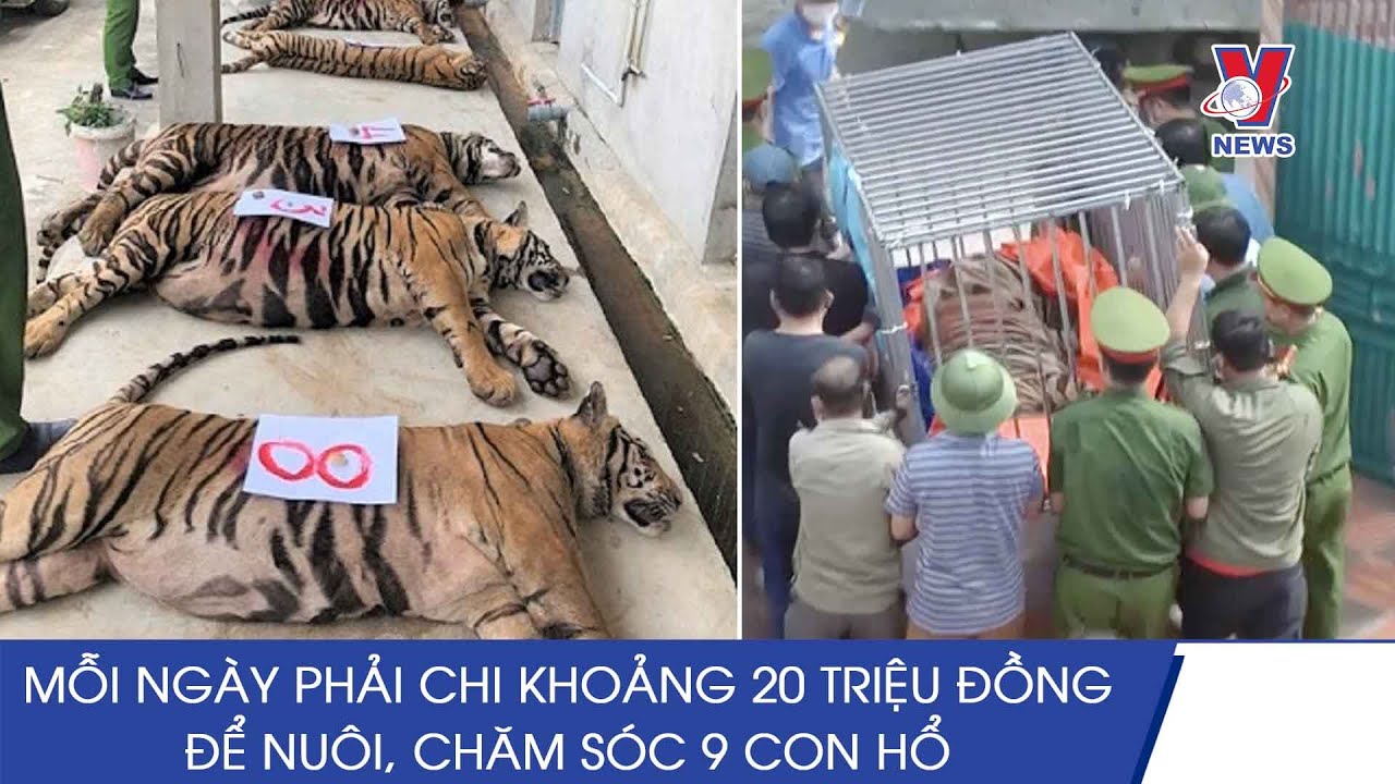 Nghịch lý tang vật các vụ nuôi nhốt động vật hoang dã