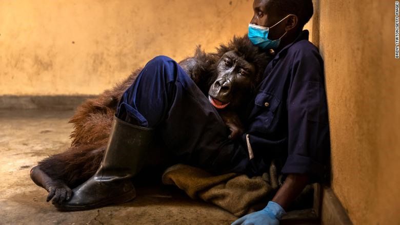 Khỉ đột cό bức ảnh bom tấn ᵭã chết - ThienNhien.Net | Con người và Thiên nhiên