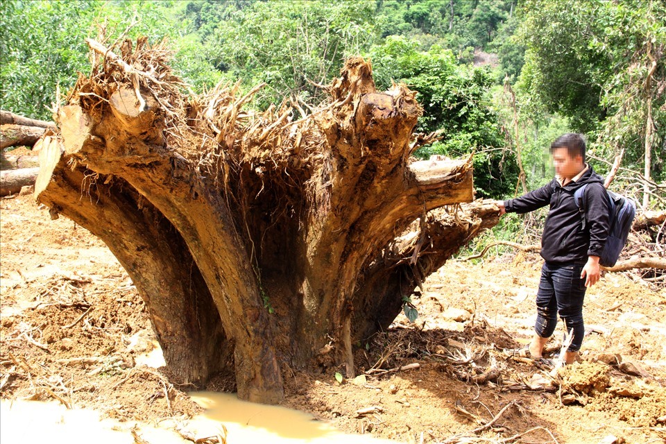 Hàng chục cây sưa trăm tuổi ở Quảng Nam bị “xẻ thịt” không thương tiếc