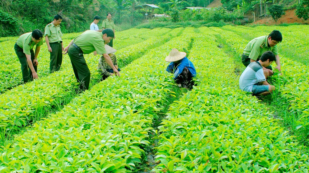 Đề xuất tiêu chí công nhận giống cây trồng lâm nghiệp