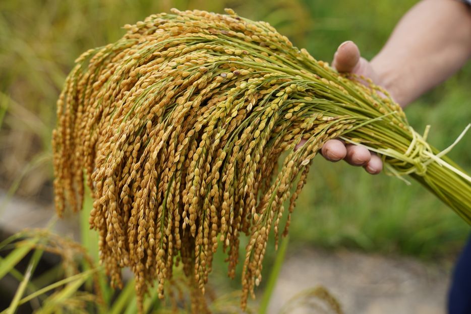 Hội nghị đầu bờ nhân rộng 30 ha lúa cải tiến SRI tại Bản Lang