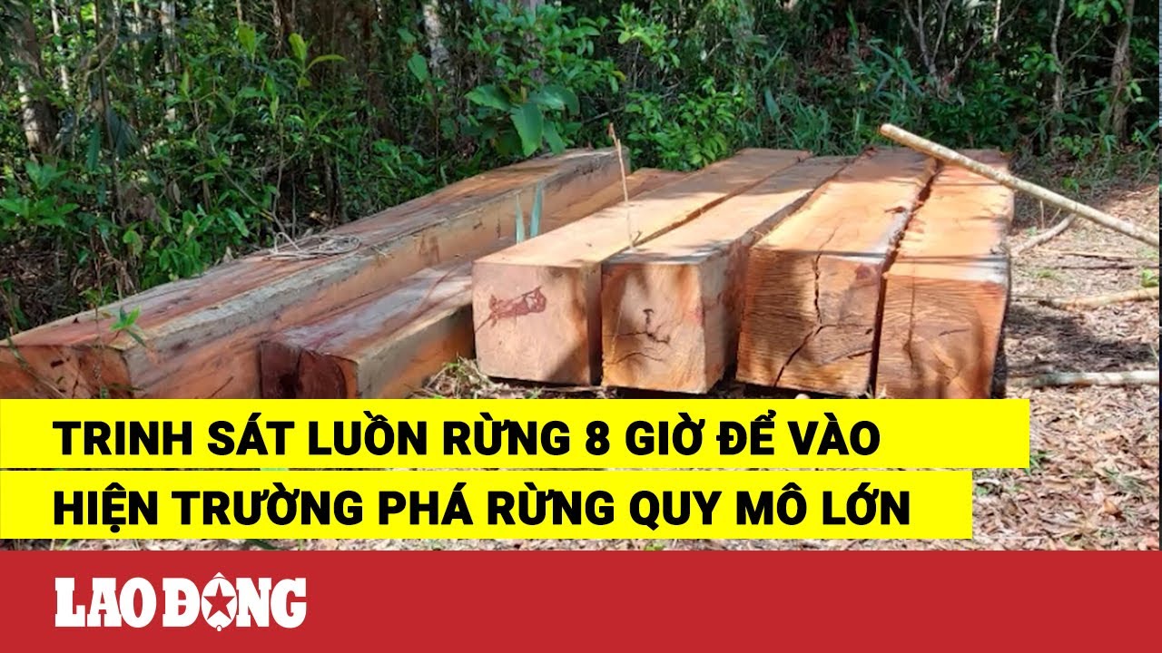 Trinh sát luồn rừng 8 giờ để vào hiện trường phá rừng quy mô lớn