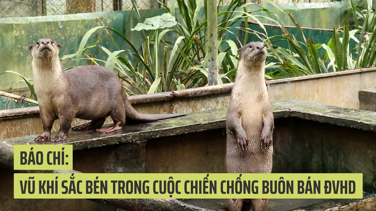 Báo chí: Vũ khí sắc bén trong cuộc chiến chống buôn bán ĐVHD