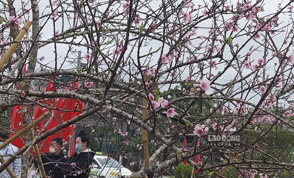 Lại nóng… chuyện đào rừng!