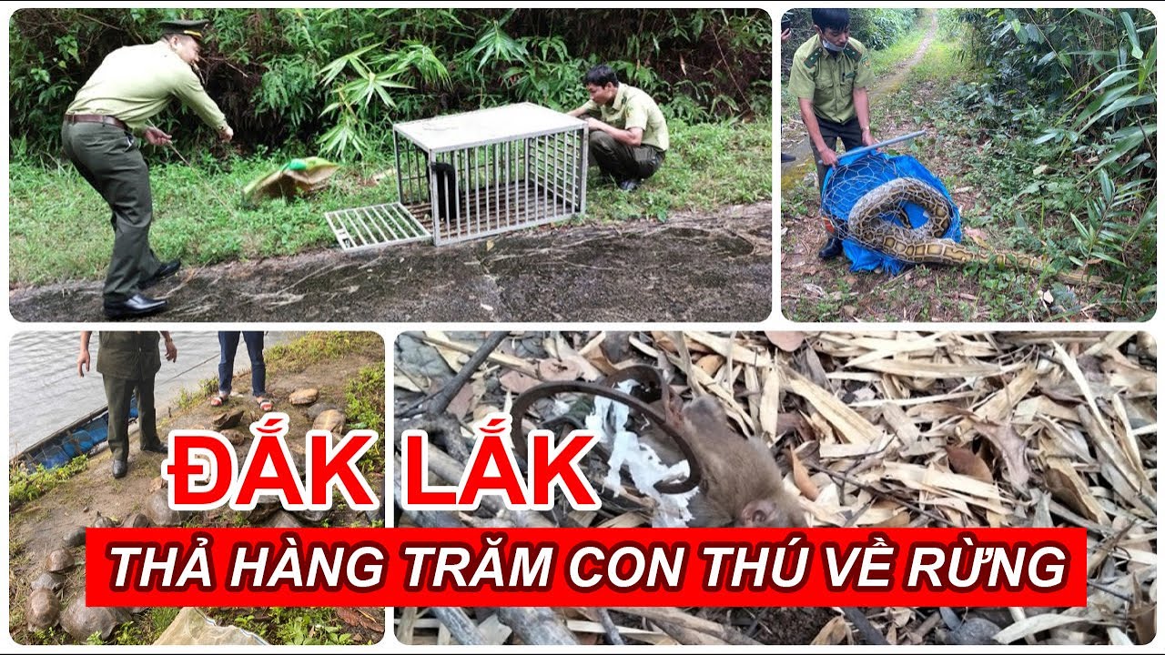 Lực lượng kiểm lâm thả hàng trăm con thú về rừng
