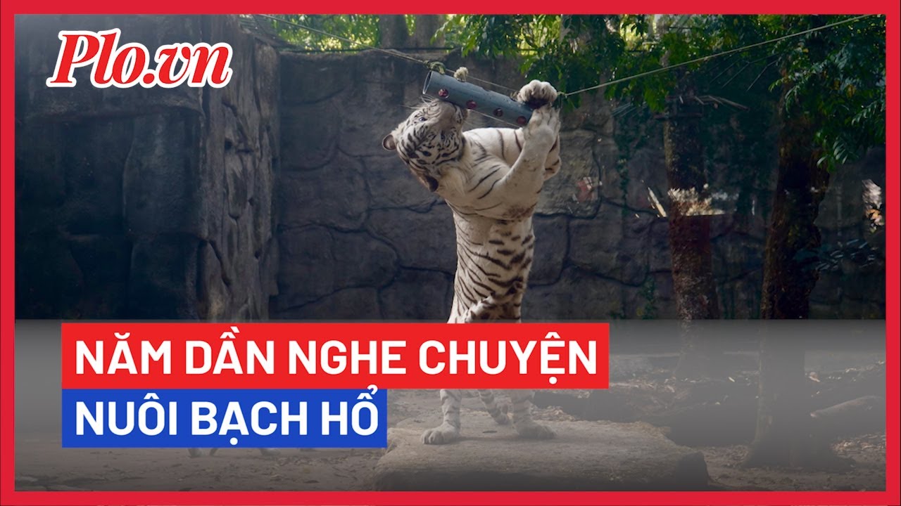 Tết Nhâm Dần, nghe chuyện nuôi bạch hổ ở Thảo Cầm Viên