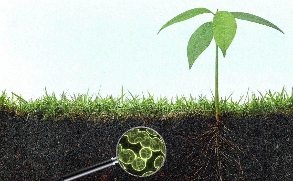 Thiết kế gene các chủng vi khuẩn để bón phân cho cây trồng