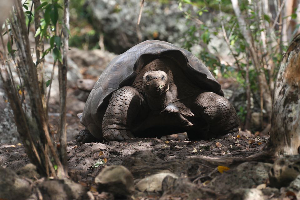 Rùa khổng lồ ở Ecuador thuộc loài mới