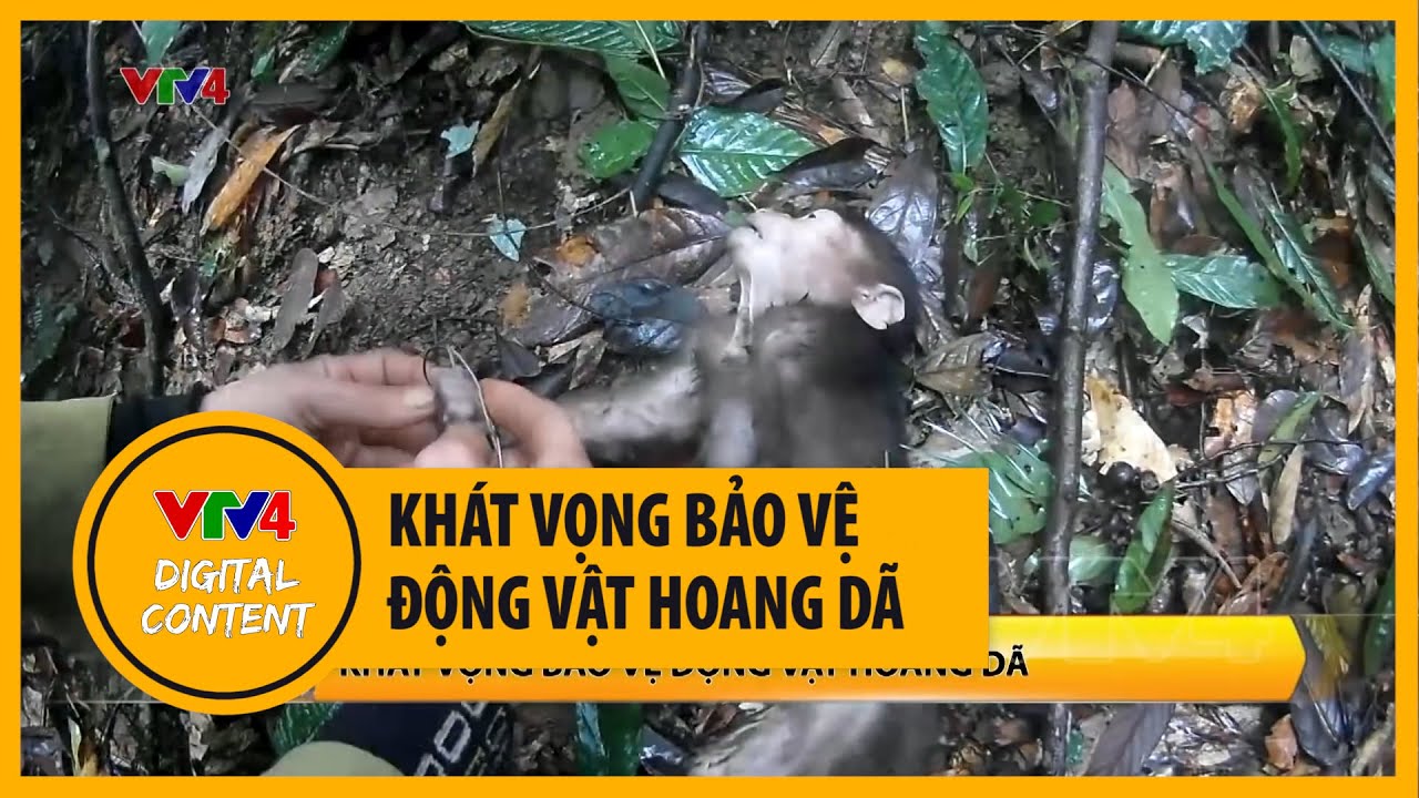 Khát vọng bảo vệ động vật hoang dã