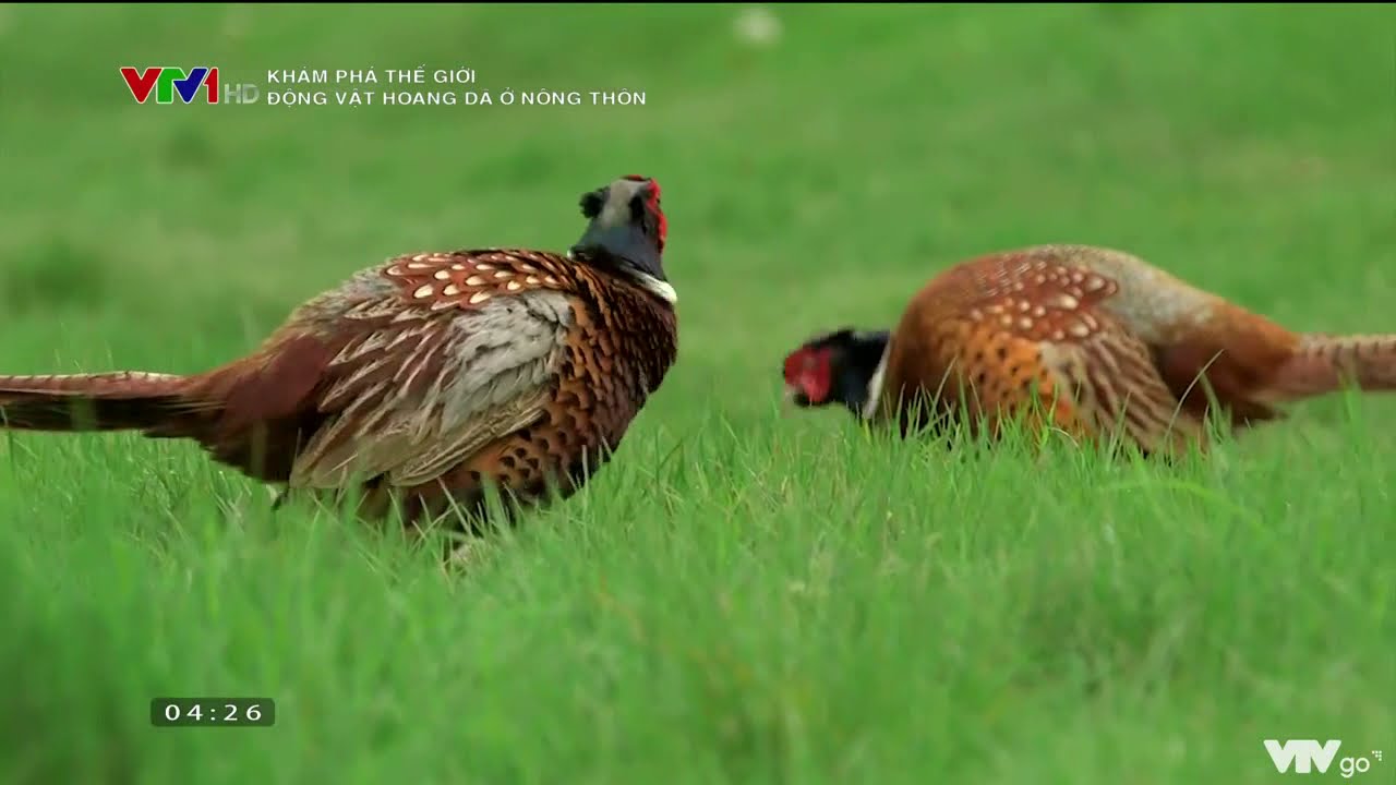 Động vật hoang dã ở nông thôn