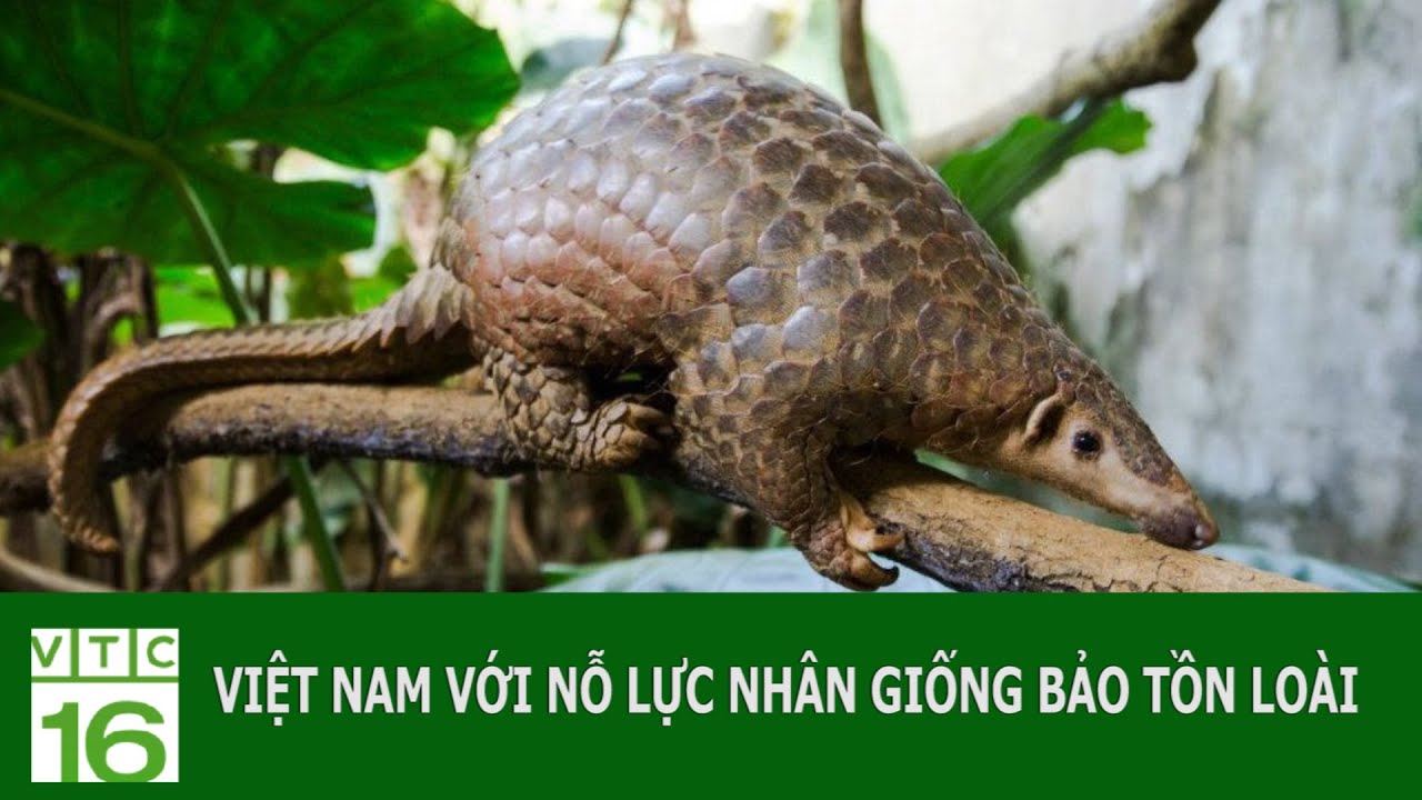 Việt Nam với nỗ lực nhân giống bảo tồn loài