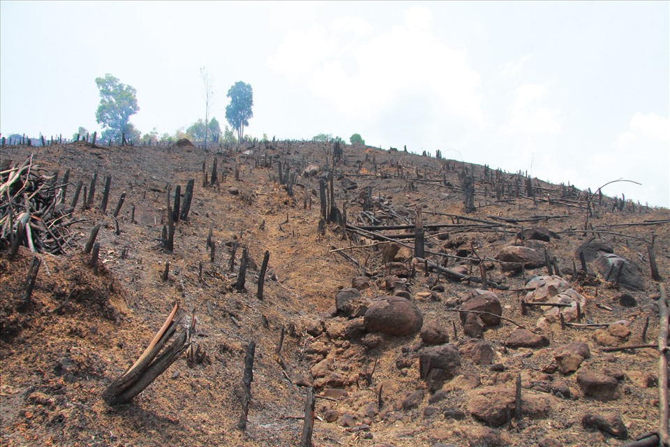 400 ha rừng Đắk Lắk bị phá: Bộ NN&PTNT đề nghị xử lý trách nhiệm chủ rừng