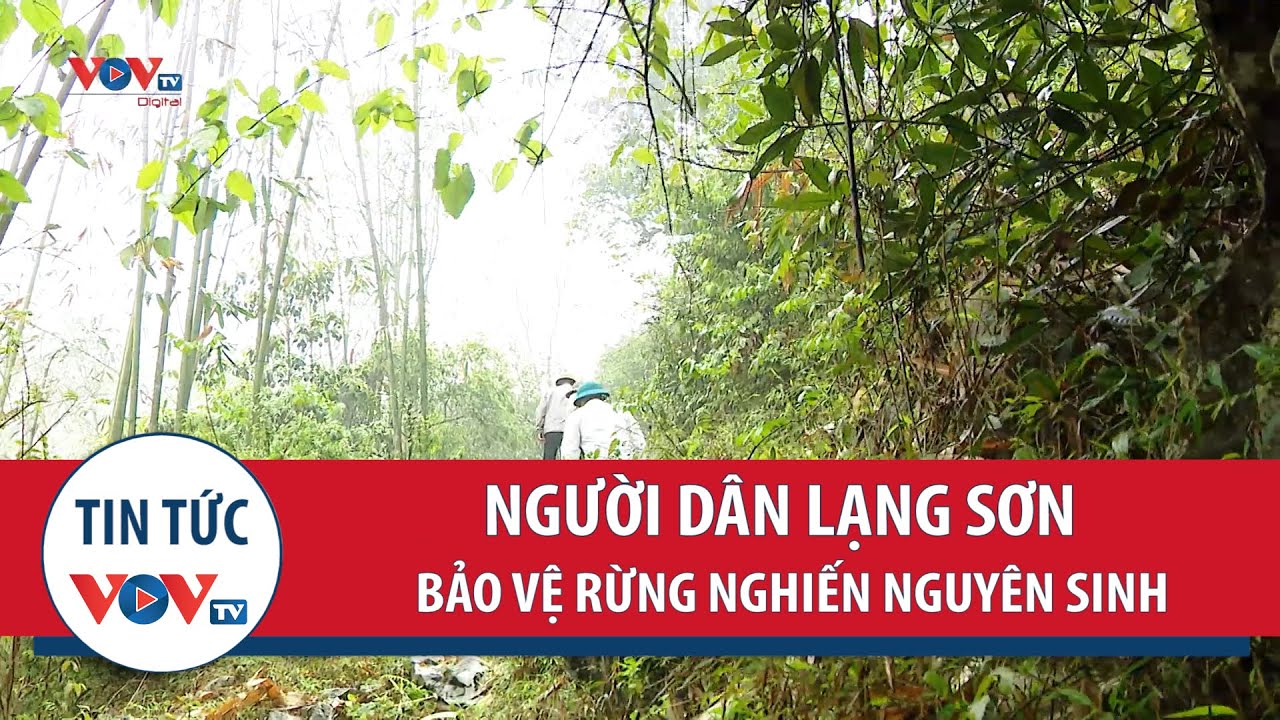 Lạng Sơn: Người dân bảo vệ rừng nghiến nguyên sinh