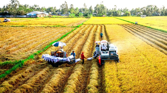 Chuyển đổi trong sản xuất lúa gạo là chìa khóa để Việt Nam đạt mục tiêu giảm khí metan