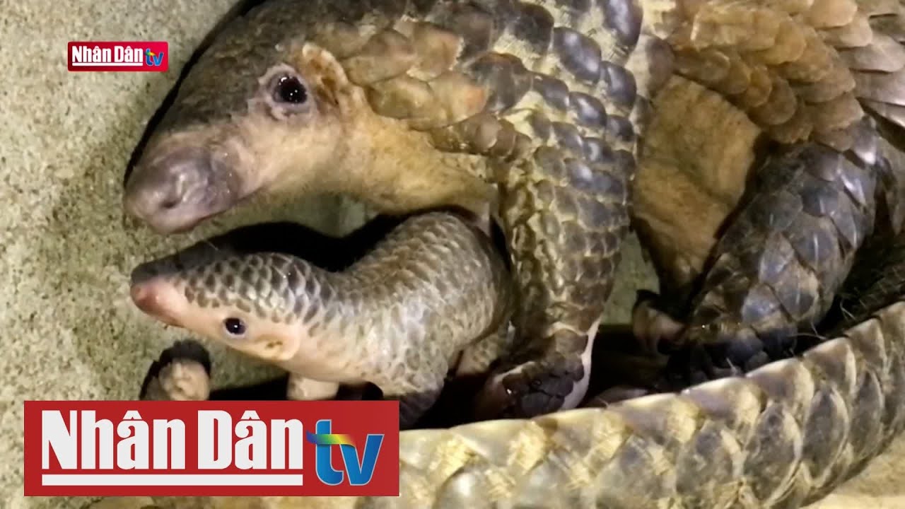 Nỗ lực bảo tồn và phục hồi quần thể tê tê ở Việt Nam