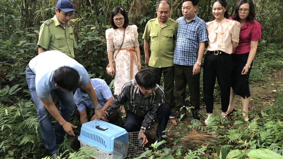 Ninh Bình: Tái thả số lượng lớn động vật hoang dã vào rừng Cúc Phương