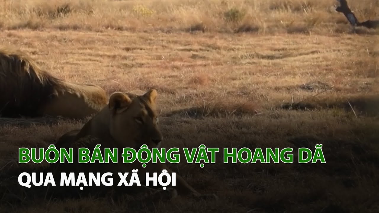 Buôn bán động vật hoang dã qua mạng xã hội