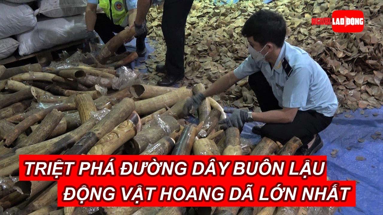 Triệt phá đường dây buôn lậu động vật hoang dã lớn nhất từ trước đến nay