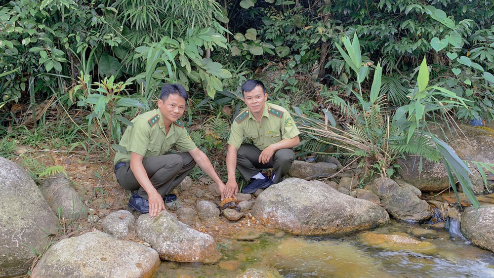 Bắc Giang thả cá thể rùa sa nhân về rừng tự nhiên