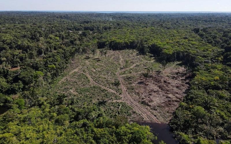 Nạn phá rừng Amazon ở Brazil chạm kỷ lục mới trong 6 tháng đầu năm - ThienNhien.Net | Con người và Thiên nhiên