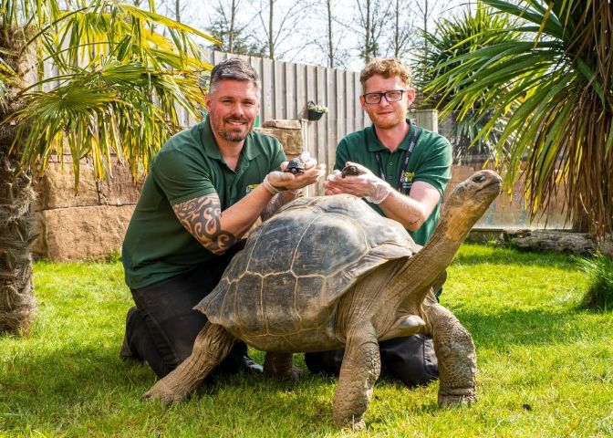 Rùa khổng lồ Galapagos lần đầu làm cha ở tuổi 70