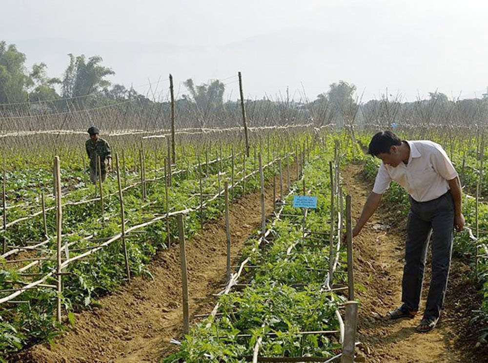 Nông nghiệp Điện Biên chuyển hướng trước thiên tai và biến đổi khí hậu