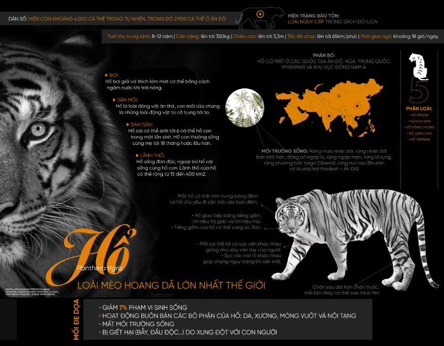 Hổ – Loài mèo hoang dã lớn nhất thế giới