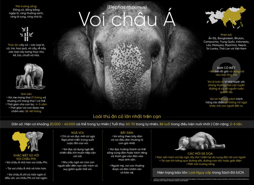 Voi châu Á – Loài thú ăn cỏ lớn nhất trên cạn