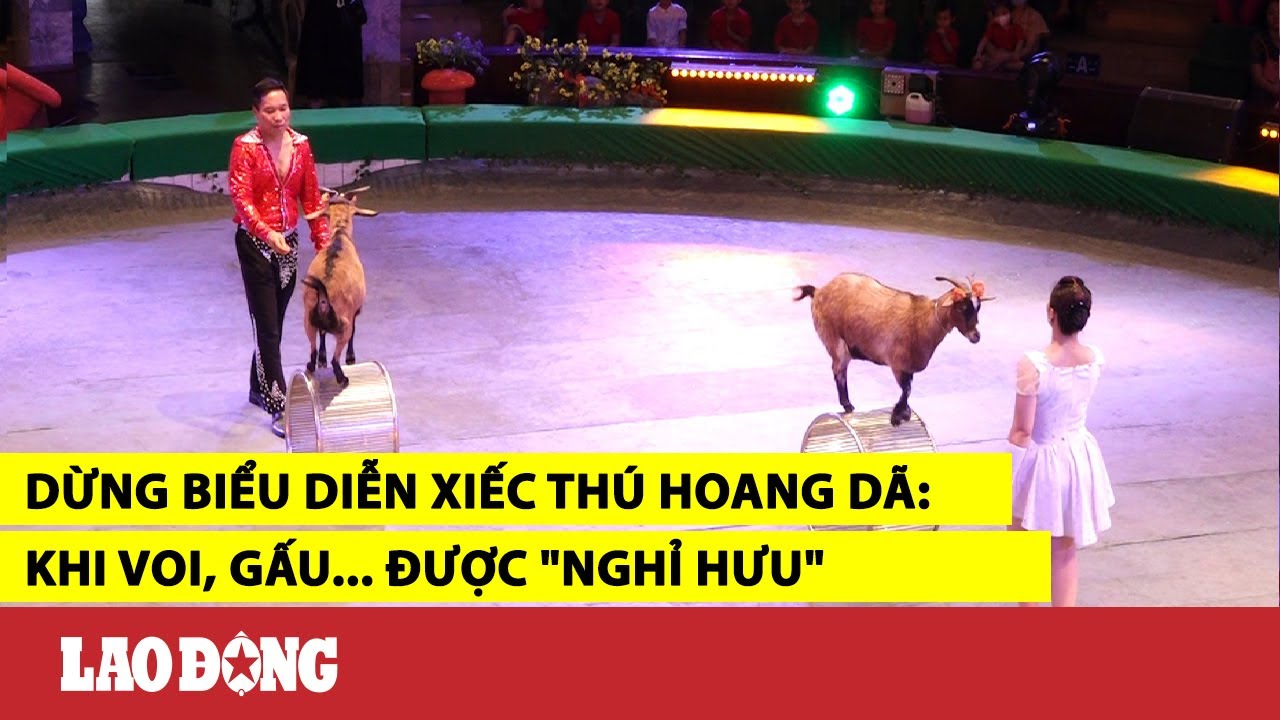 Dừng biểu diễn xiếc thú hoang dã: Khi voi, gấu… được “nghỉ hưu”