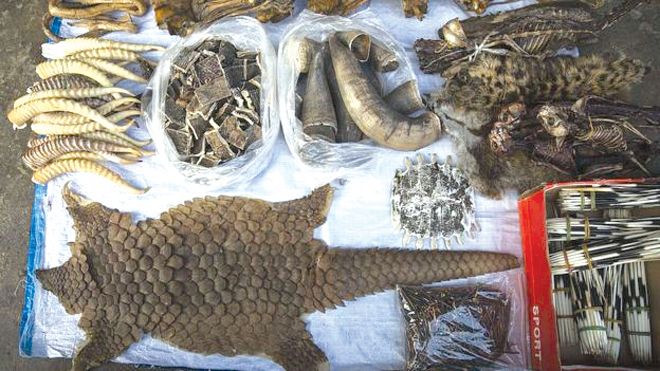 Hệ lụy từ hành vi buôn bán động vật hoang dã