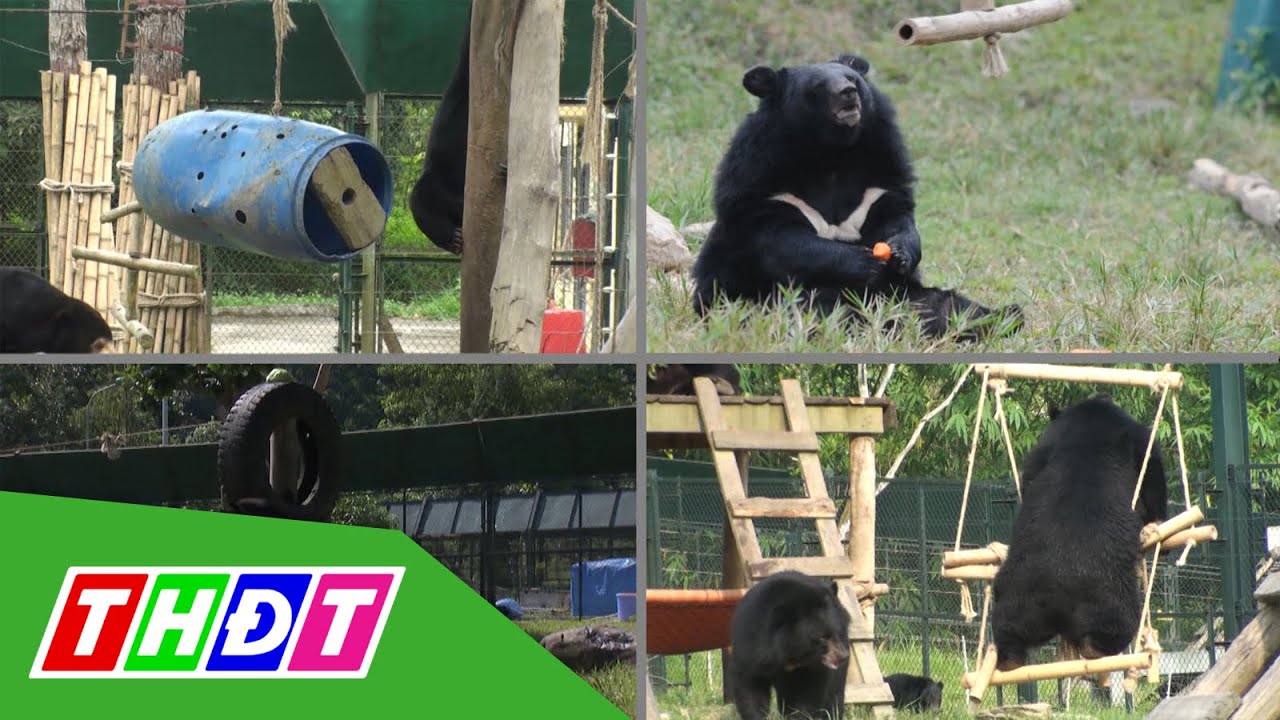 Hồi sinh những chú gấu bất hạnh
