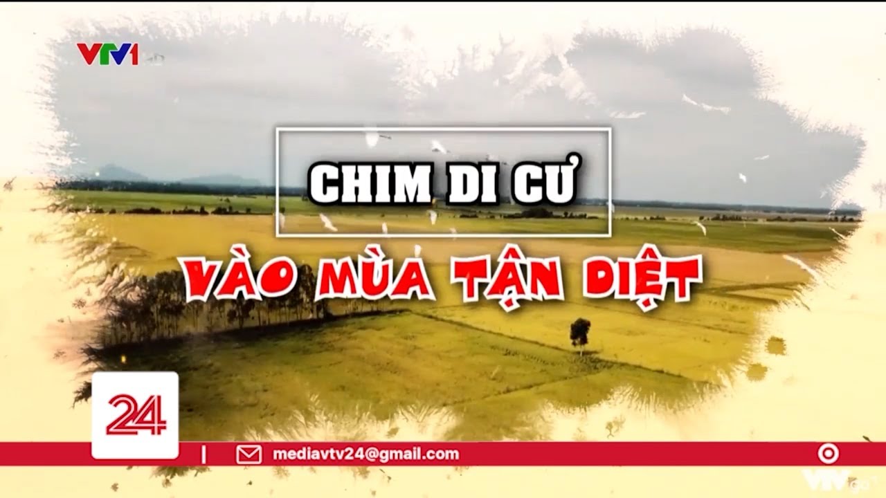 Chim di cư vào mùa tận diệt