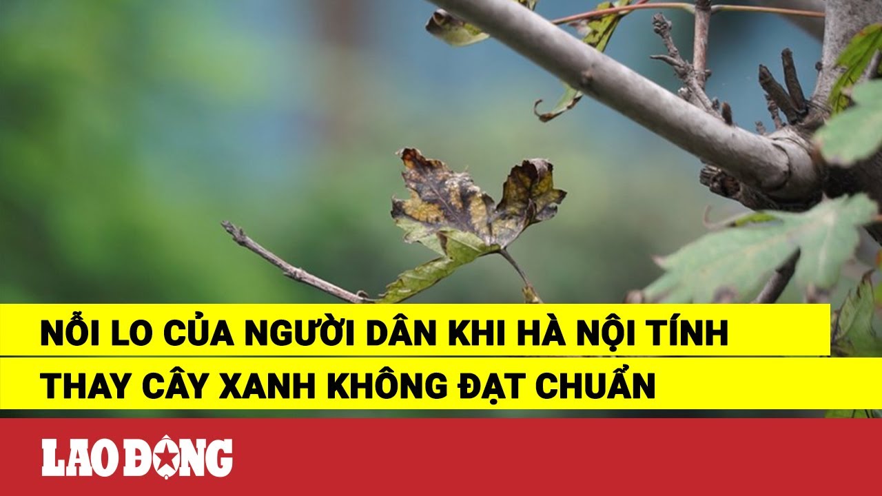 Nỗi lo của người dân khi Hà Nội tính thay cây xanh không đạt chuẩn