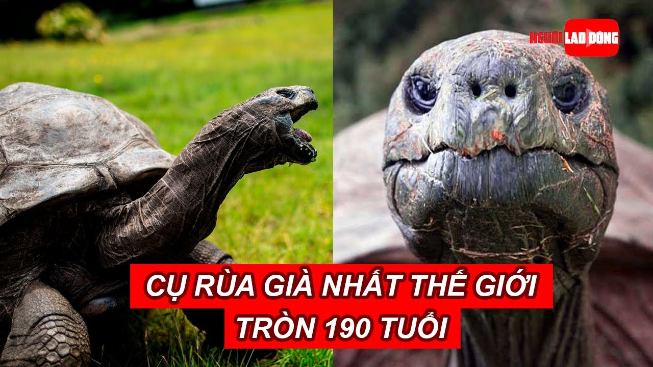 Cụ rùa già nhất thế giới tròn 190 tuổi