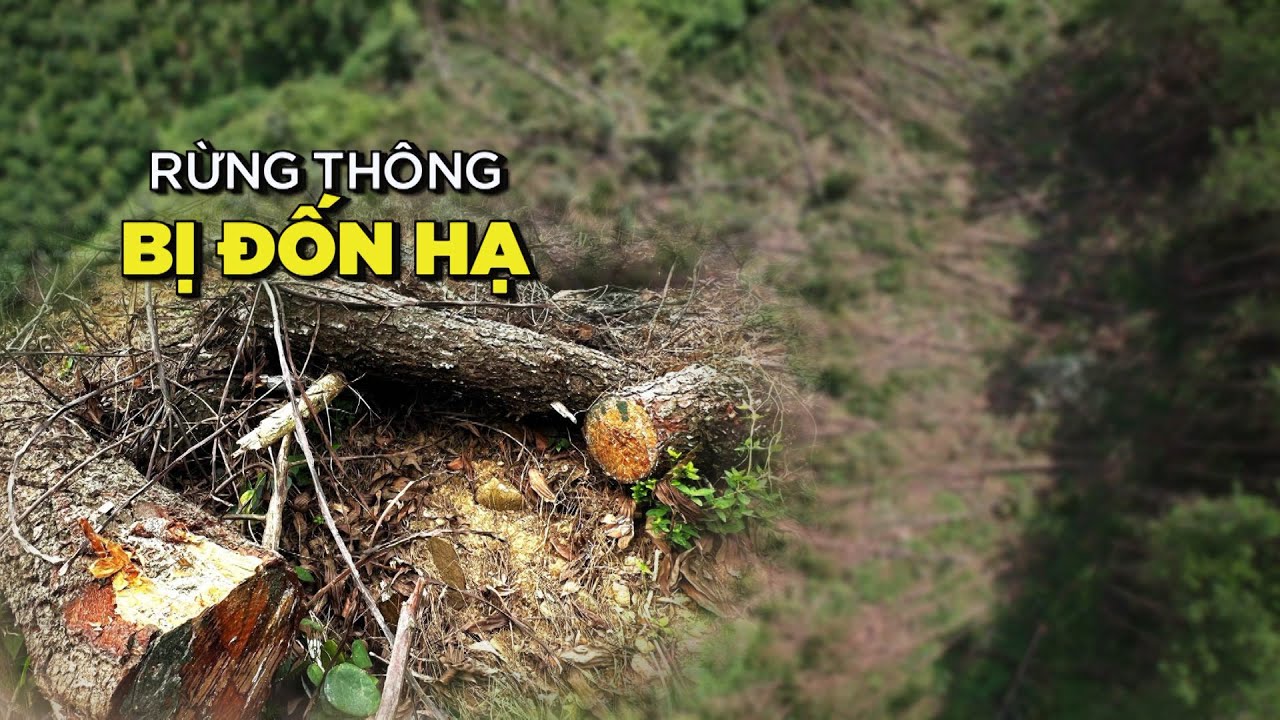 Rừng thông hàng chục năm tuổi bị đốn hạ