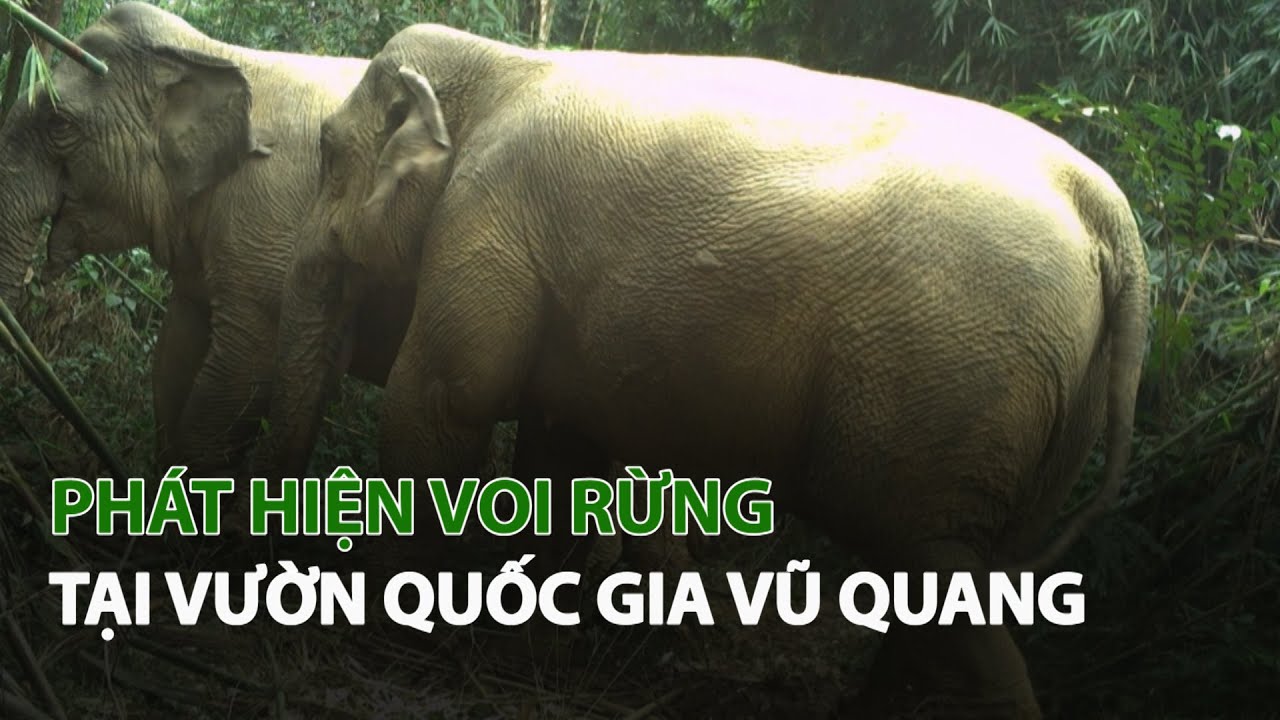 Phát hiện voi rừng tại Vườn quốc gia Vũ Quang