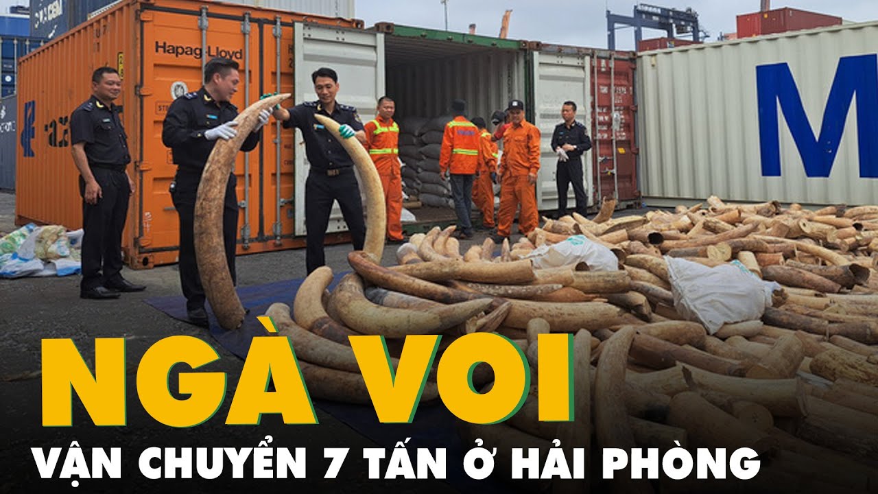 Cận cảnh 7 tấn ngà voi châu Phi vừa bị bắt giữ tại cảng Hải Phòng