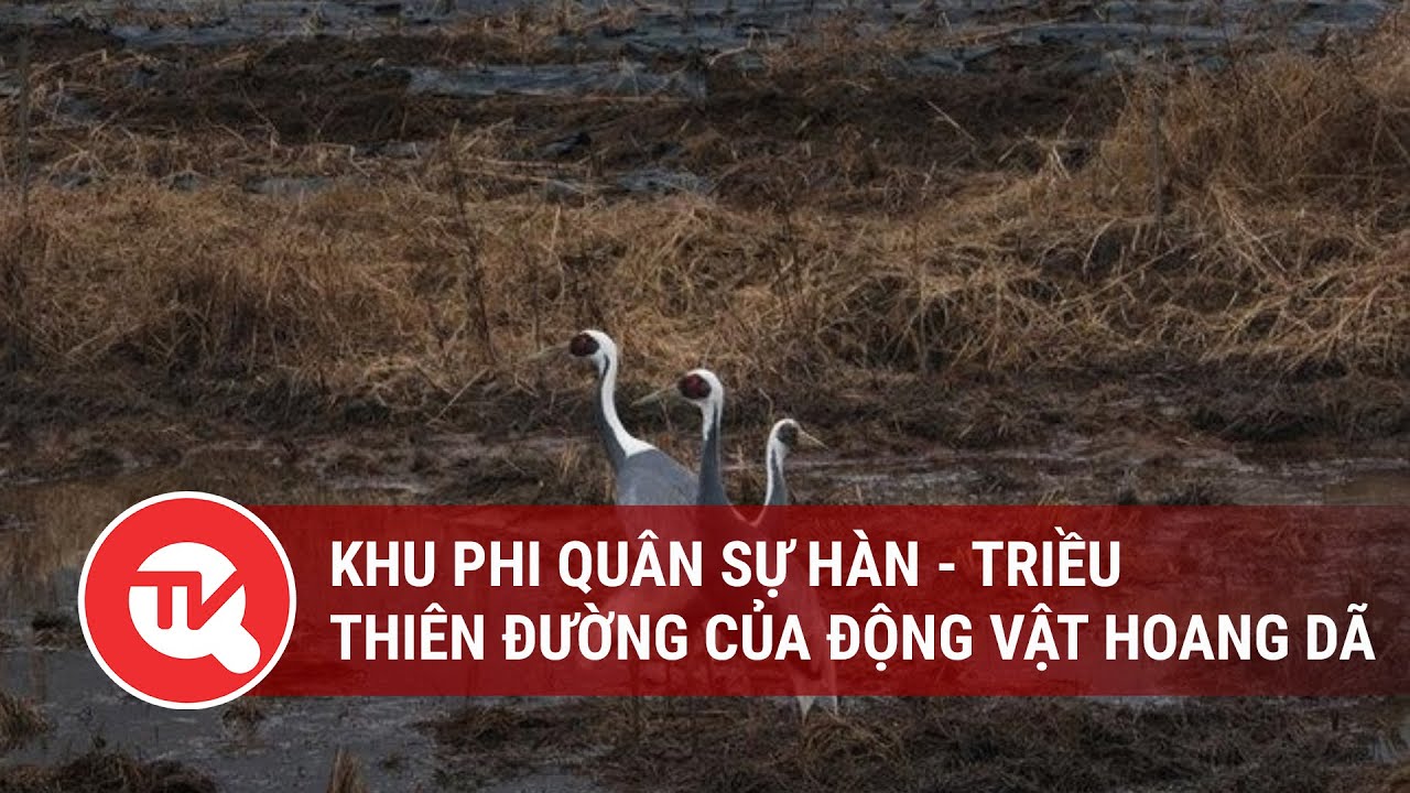 Khu phi quân sự Hàn – Triều trở thành thiên đường của động vật hoang dã