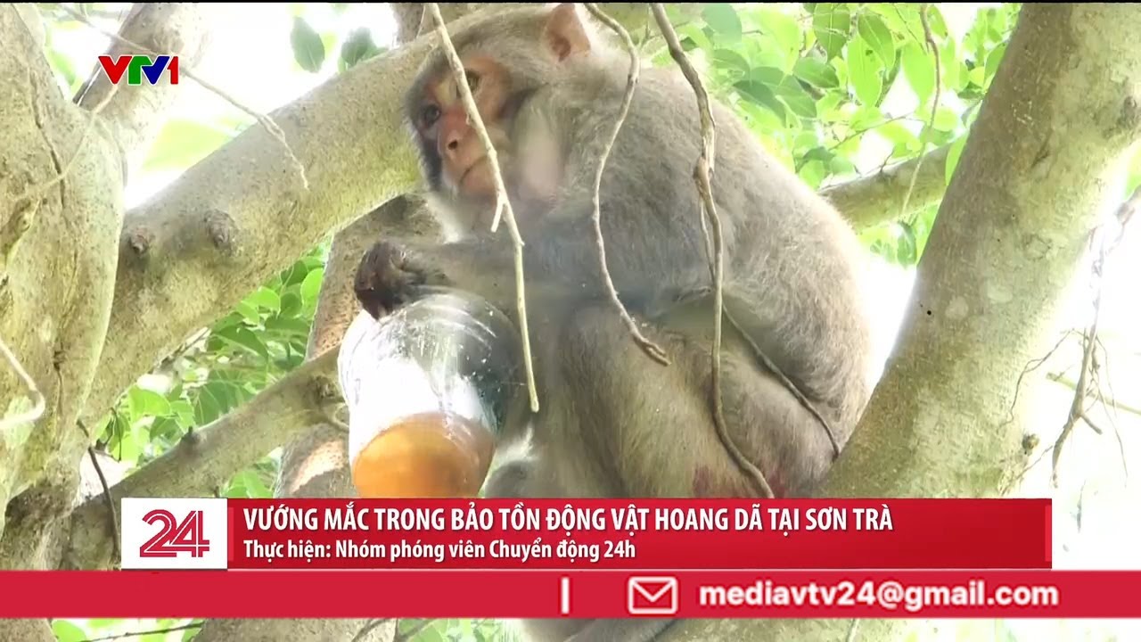 Cho khỉ ăn tại Sơn Trà: Bẫy vô hình tác động đến tập tính của động vật hoang dã