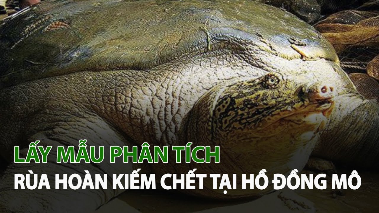 Lấy mẫu phân tích Rùa Hoàn Kiếm chết tại Hồ Đồng Mô