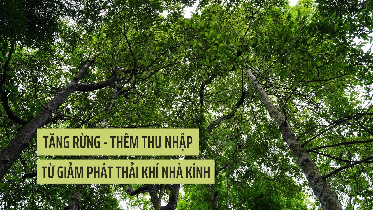 Tăng rừng – Thêm thu nhập từ giảm phát thải khí nhà kính