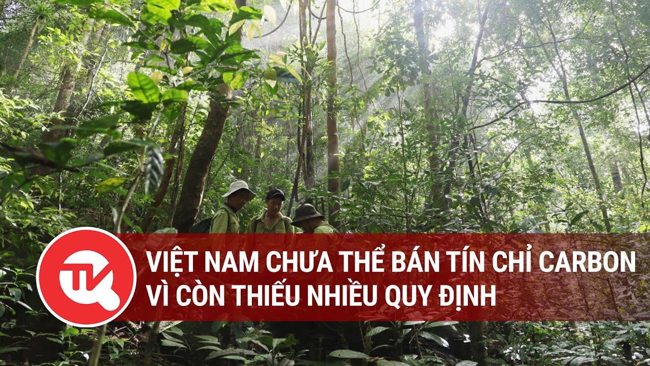Việt Nam chưa thể bán tín chỉ carbon vì còn thiếu nhiều quy định
