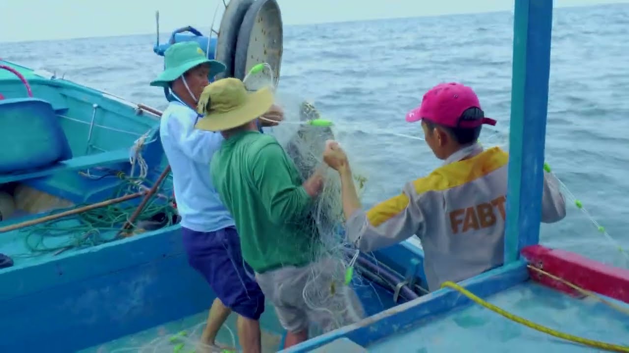 Rùa biển thuộc về đại dương