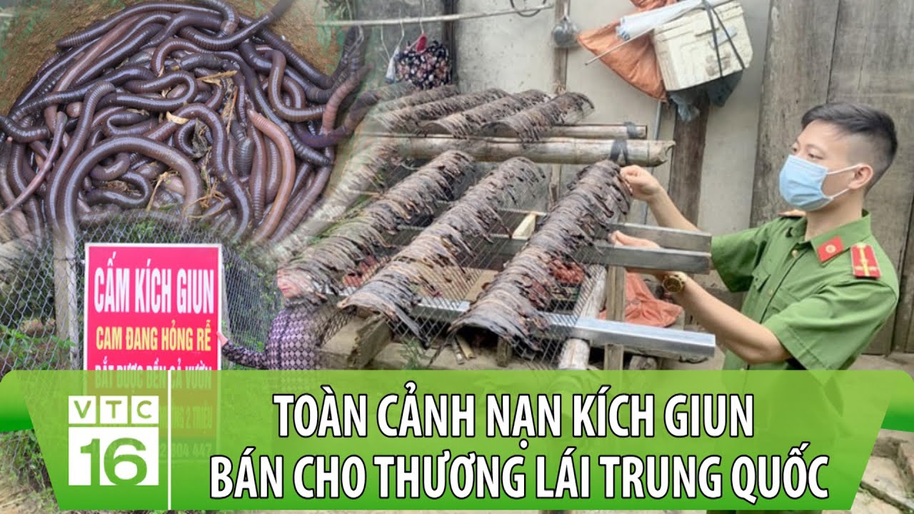 Toàn cảnh nạn kích giun bán cho Trung Quốc: Thương lái mua giun làm gì?