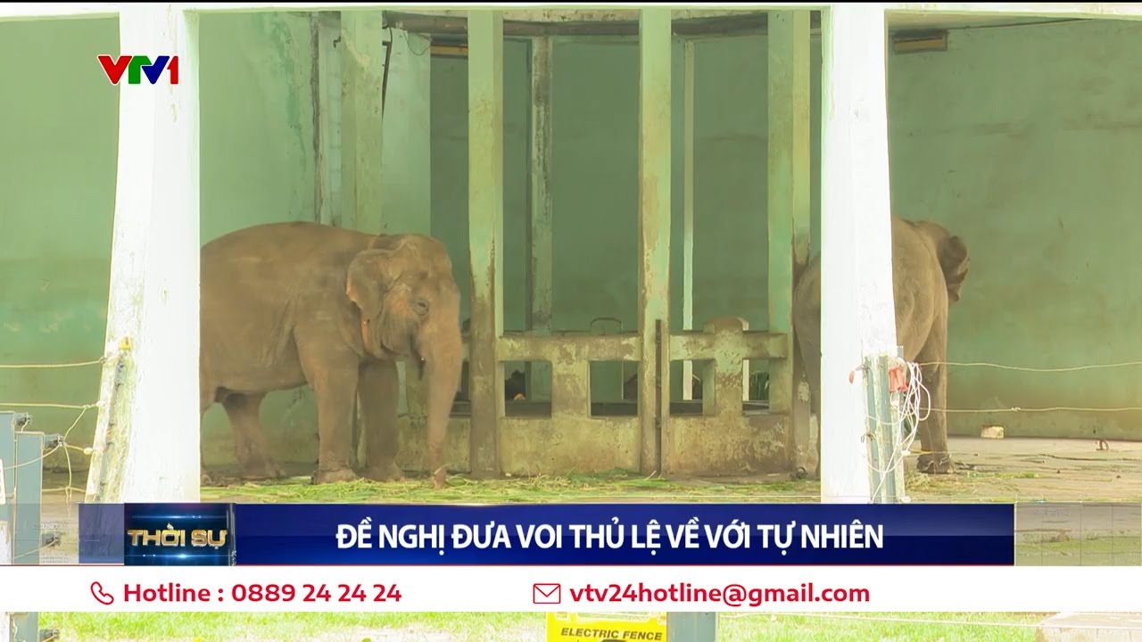 Đề nghị đưa voi ở Công viên Thủ Lệ về Vườn quốc gia Yok Don, tỉnh Đắk Lắk