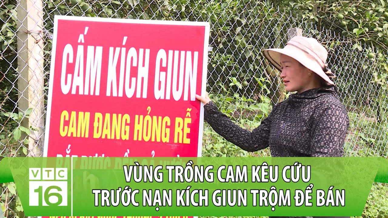 Kích giun tận diệt giun đất, vùng trồng cam kêu cứu