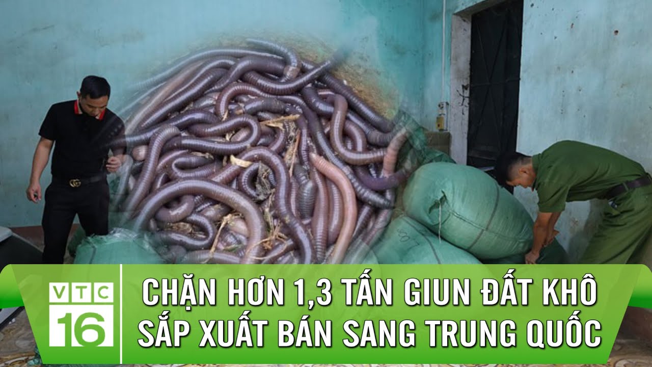 Chặn hơn 1,3 tấn giun đất khô chuẩn bị xuất sang Trung Quốc
