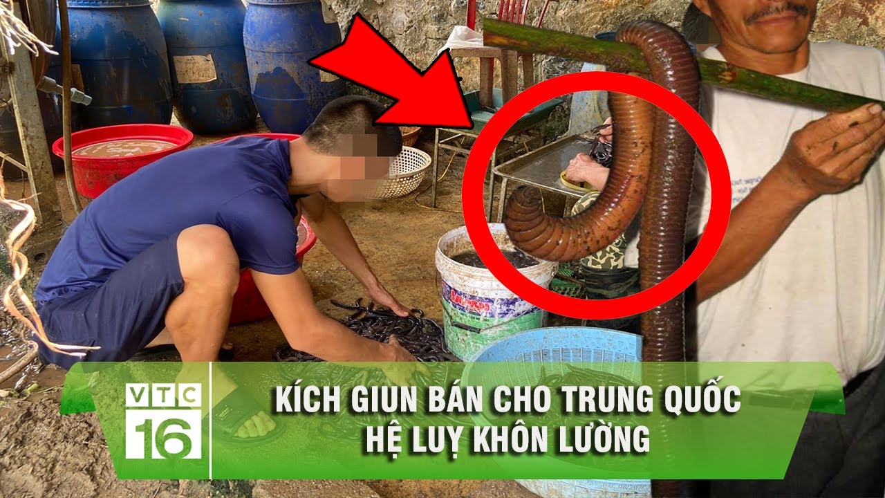 Kích giun đất – Nông dân Việt sập bẫy thương lái Trung Quốc