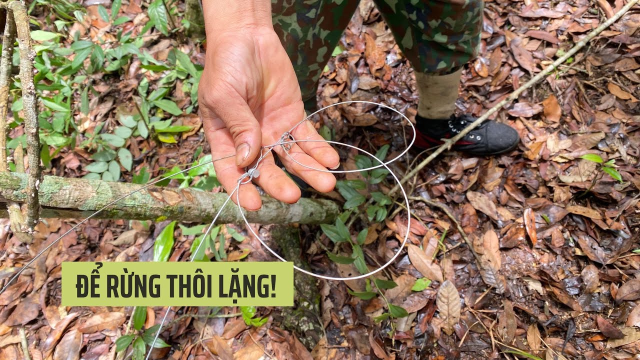 Để RỪNG thôi LẶNG!